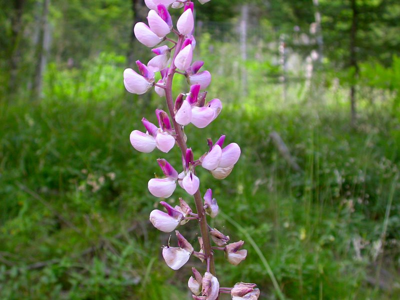 Lupinus polyphyllus